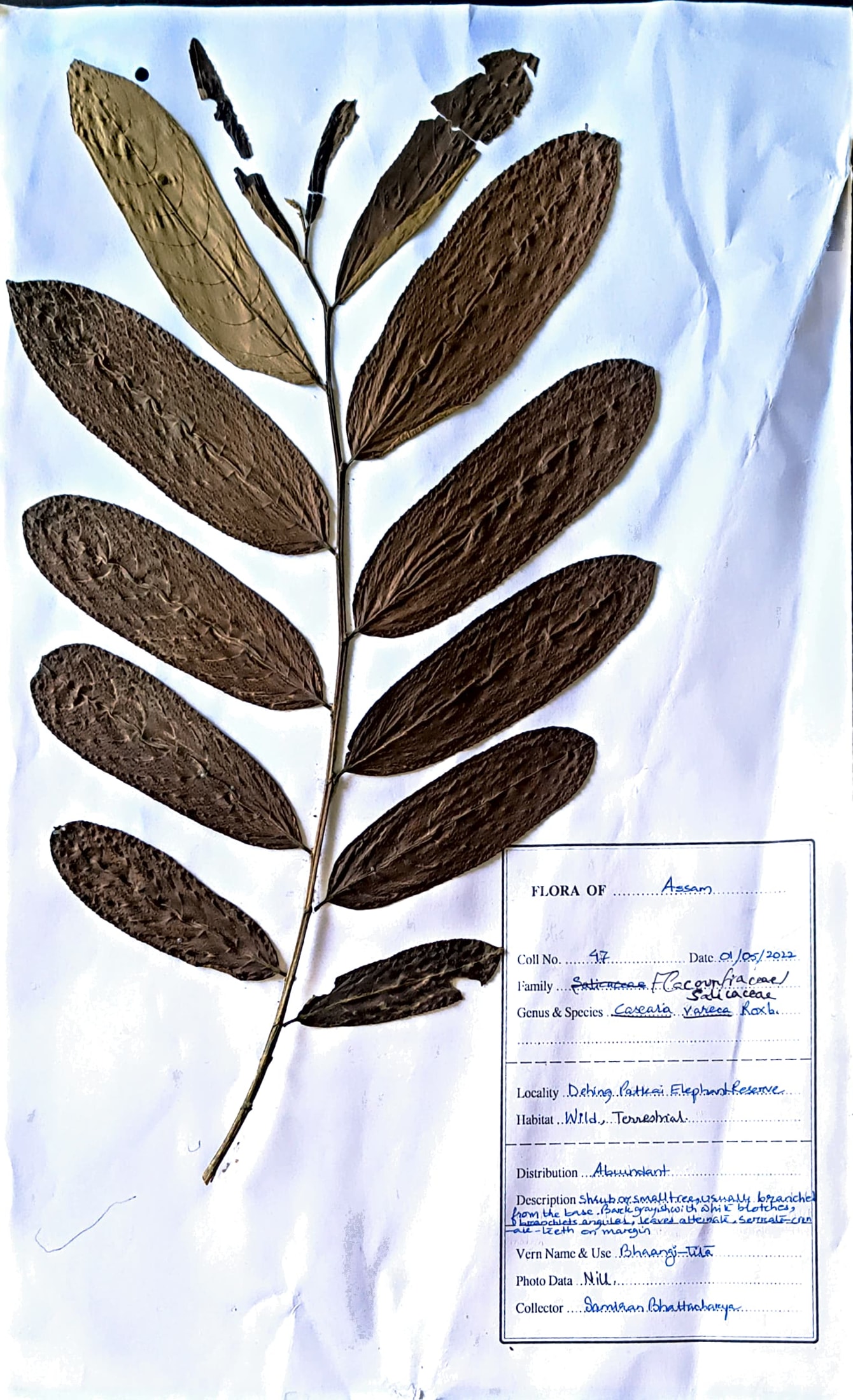 Bhaangi tita (Ass.) (Herbarium)